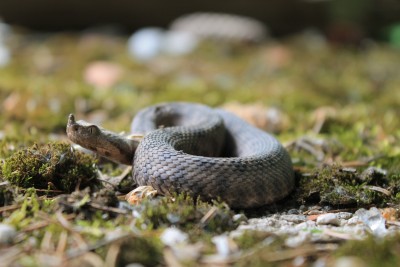 Vipera ammodytes